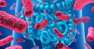 الرابط بين بكتيريا الأمعاء والإصابة بالسمنة
