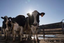 اخبار مترجمة :تقول وزارة الزراعة الأمريكية إن أنفلونزا الطيور تم اكتشافها في أنسجة لحوم البقر لأول مرة، لكن لحم البقر آمن للأكل