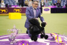 اخبار مترجمة :سيج، كلب صغير الحجم، يفوز في عرض وستمنستر للكلاب