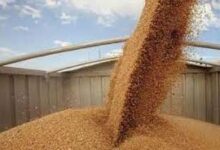 إشتعال المخاوف بشأن إمدادات القمح العالمية
