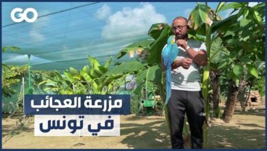 الميادين Go | أول مزرعة في تونس تضمّ حيوانات نادرة