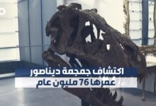 الميادين Go | جمجمة ديناصور تبلغ من العمر 76 مليون عام تُعرَض للبيع
