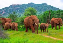 اخبار مترجمة : هل تنادي الأفيال حقًا بعضها البعض بالاسم؟ | أخبار الحياة البرية