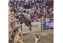 اخبار مترجمة :ثور يقفز على السياج في مسابقات رعاة البقر في ولاية أوريغون، مما يؤدي إلى إصابة 3 أشخاص