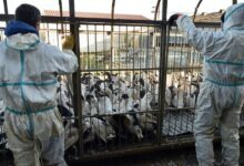 الصين تسجل أول وفاة بإنفلونزا الطيور &Quot;H3N8&Quot;