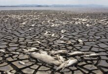 الجفاف يقتل آلاف الأسماك بالمكسيك