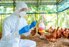 الصحة العالمية تؤكد أول وفاة بشرية بمتحور من إنفلونزا الطيور
