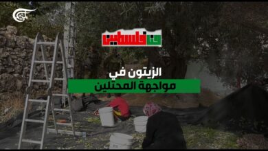 رغم اعتداءات المستوطنين.. الفلسطينيون يقطفون الزيتون