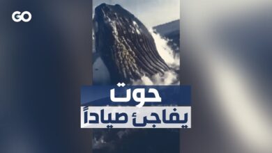 حوت يفاجئ صياداً بالقرب من ساحل ولاية نيو جرسي الأميركية