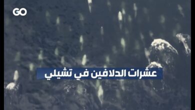 عشرات الدلافين تسبح قبالة سواحل تشيلي