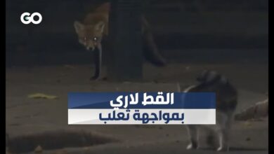 مواجهة بين القط لاري وثعلب دخيل أمام مقر الحكومة البريطانية