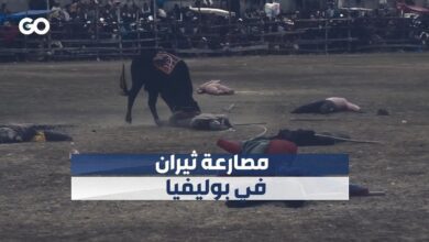 مصارعة ثيران في بوليفيا