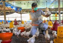 بسترة الألبان تقتل إنفلونزا الطيور.. دراسة تكشف الحقيقة