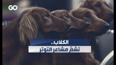 دراسة تكشف قدرات جديدة لدى أفضل صديق للإنسان