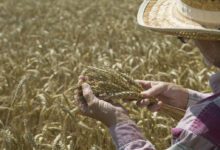 تقرير لـ”الفاو” يشير إلى تراجع أسعار الغذاء العالمية