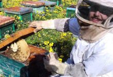 حرفة إنتاج العسل في عين حلاقيم… مهنة متوارثة وتميز بالكم والنوع – S A N A