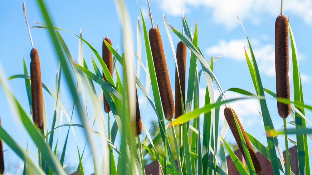 في كندا، تمت زراعة البذور التي بقيت تحت الأرض لأكثر من 100 عام