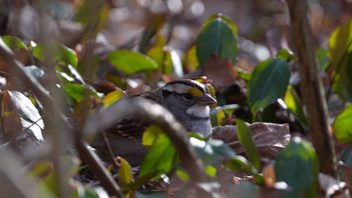 صورة توضيحية - دراسة أميركية تسارع تراجع أعداد الطيور بسبب تغيّر المناخ والزراعة