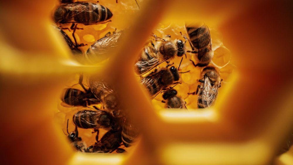 لقد أثبت العلماء الخصائص القوية المضادة للبكتيريا للعسل البري