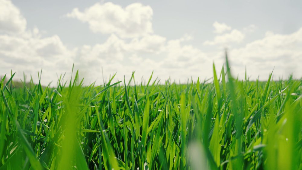 صورة توضيحية - يقوم علماء الوراثة بإنشاء نباتات تُخصب نفسها