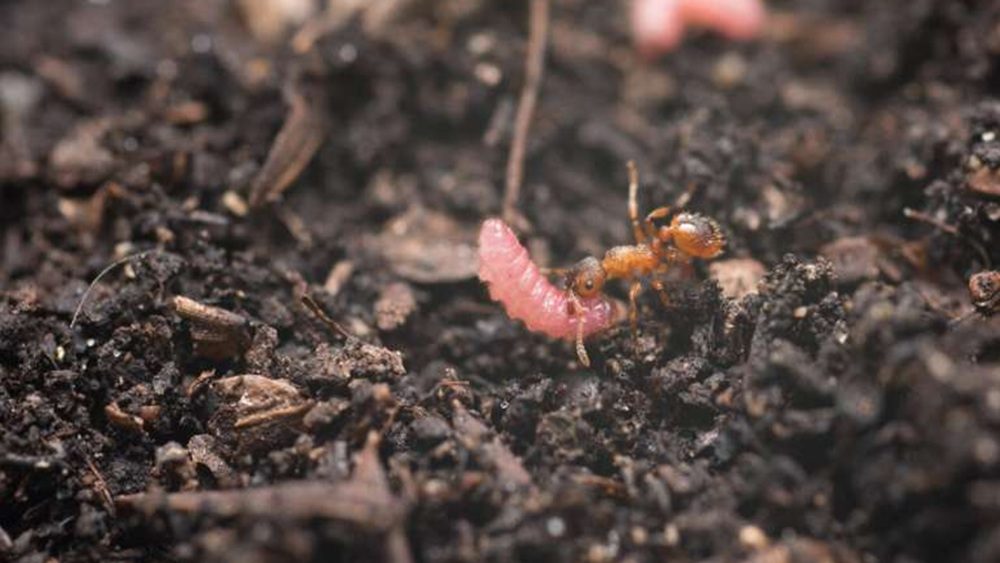 صورة توضيحية - احتيال في عالم الحشرات لماذا يصبح النمل مربيات لليرقات