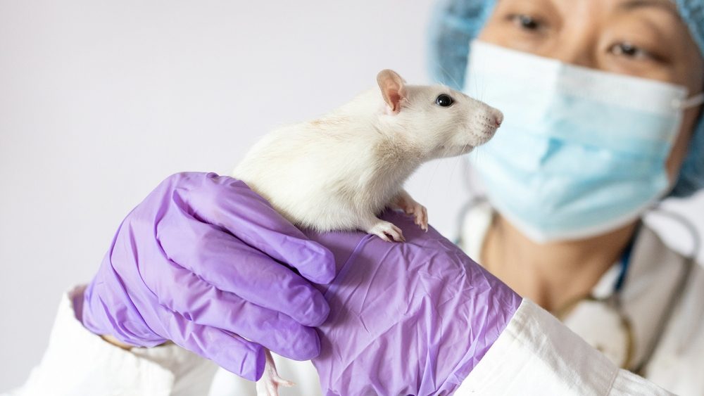 نجح العلماء في قراءة وإعادة إنتاج “الأفكار” من دماغ الفأر