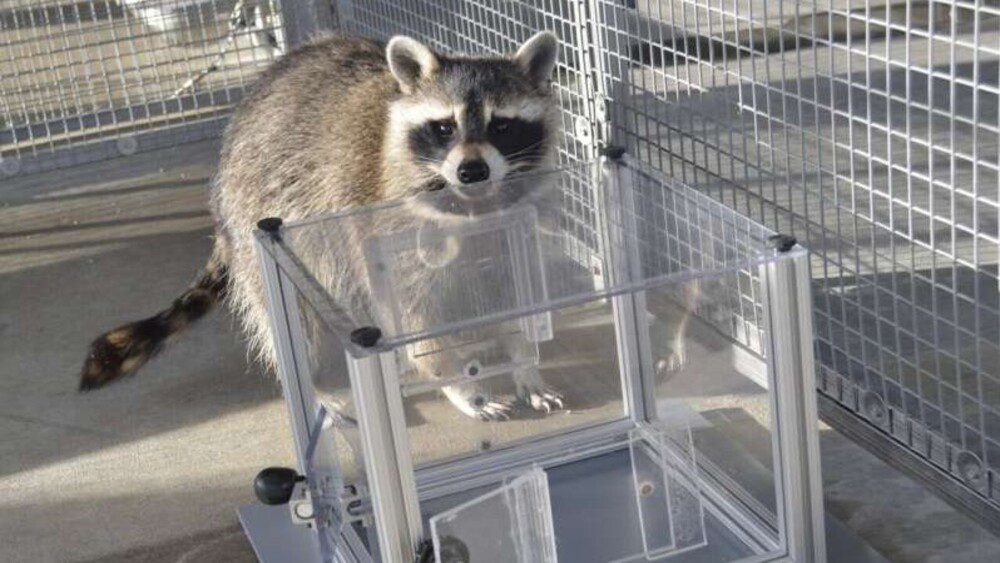 صورة توضيحية - اكتشف الراكون فضولًا يشبه الإنسان