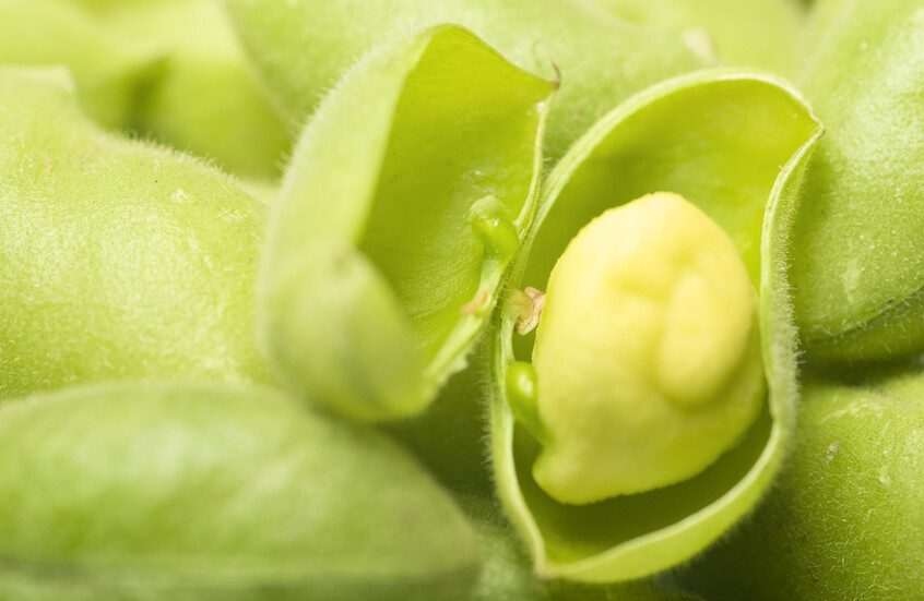 علماء ينجحون في زراعة وحصاد الحمص في تربة تحاكي سطح القمر