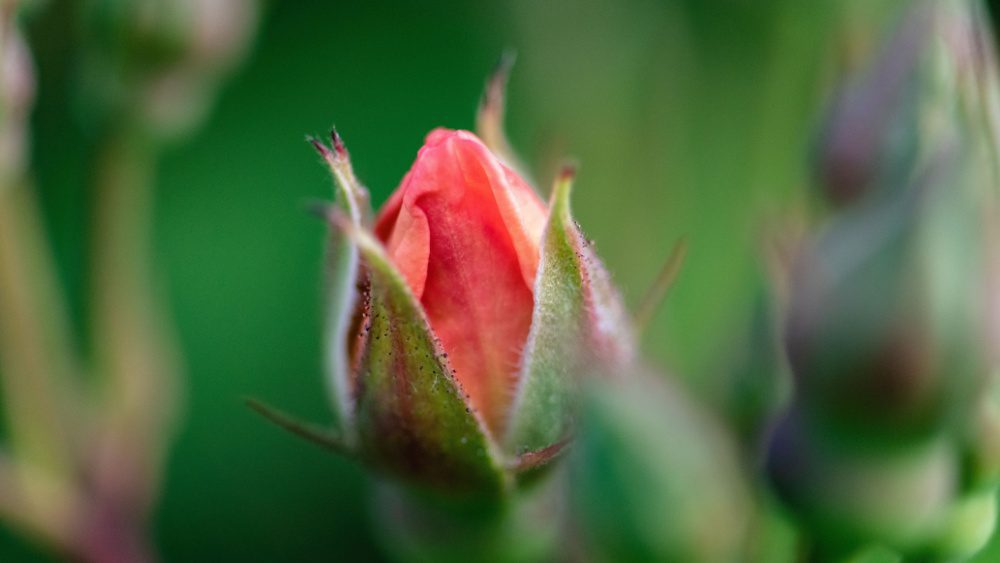 1774710022 76713299fede791546fea088a15083fd0fa6c501 jpg