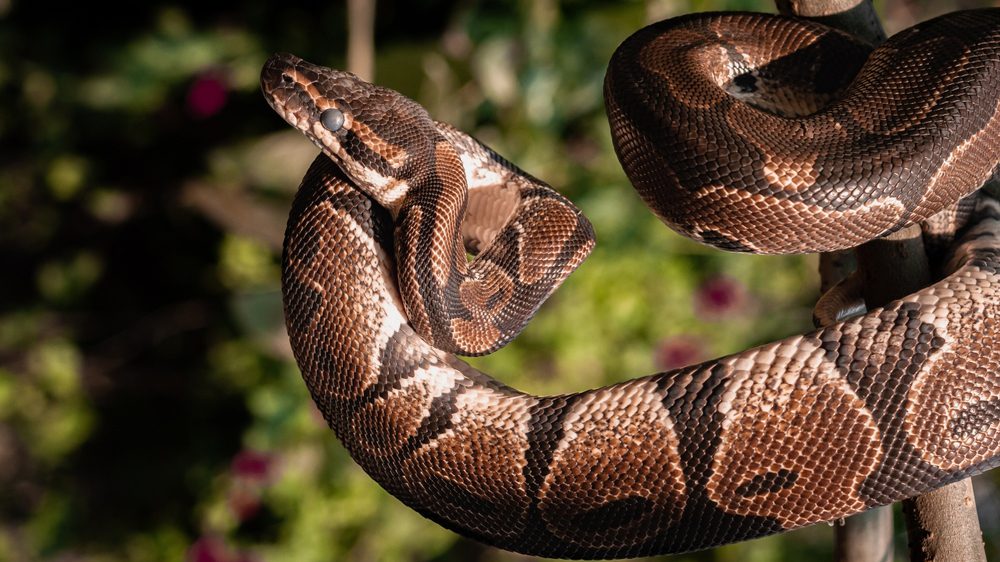 تم العثور على مادة في دم ثعبان يمكن أن تصبح دواءً لإنقاص الوزن.