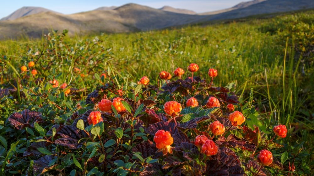 ثماني مجموعات من الحمض النووي في حبة توت واحدة: تم الكشف عن نسب السحابة المعقدة