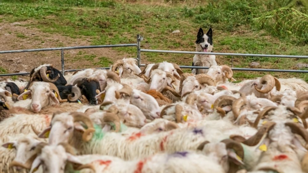 تقترح كلاب الرعي طريقة فعالة للسيطرة على أسراب الروبوتات