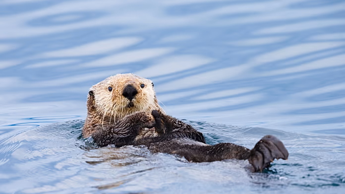 صورة توضيحية - "التنوع البيولوجي بين أيدينا" حياة بريطانيا البرية على الأوراق النقدية قريبا
