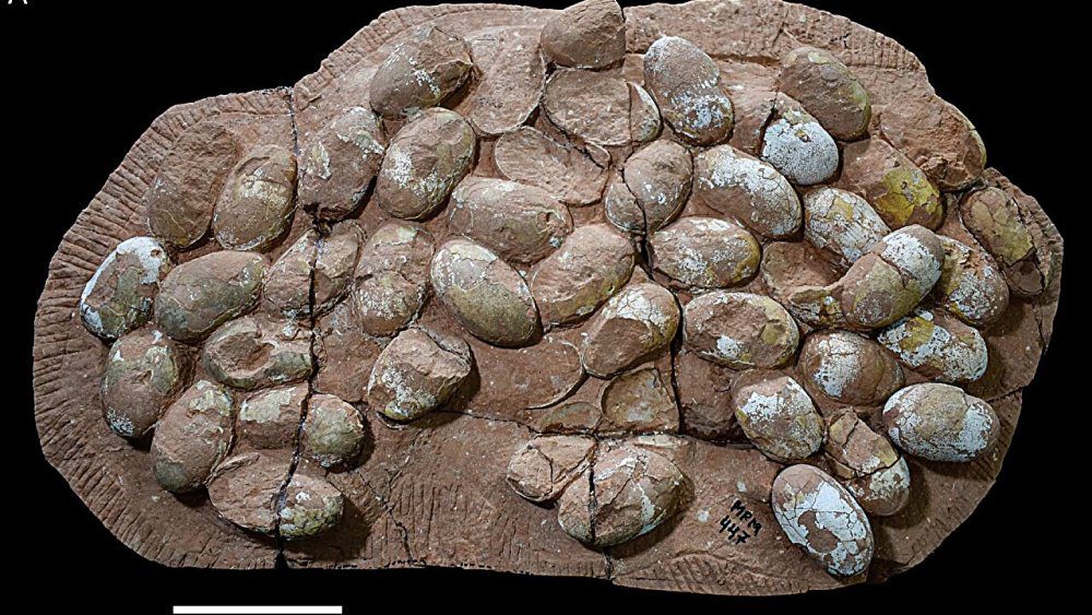 صورة توضيحية - اكتشاف أكبر مجموعة من بيض التماسيح القديمة في البرازيل