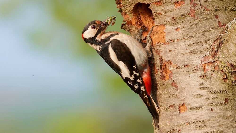 صورة توضيحية - خلقت الطبيعة تصميمًا هندسيًا مثاليًا في جمجمة نقار الخشب علماء الأحياء