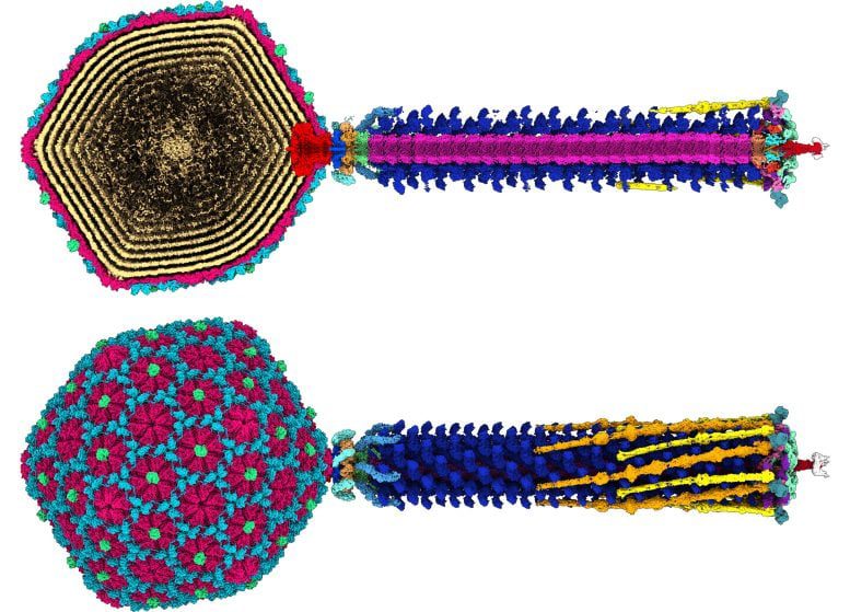 صورة توضيحية - يقدم مخطط الفيروسات المذهل عالي الدقة أملًا جديدًا ضد مقاومة المضادات الحيوية