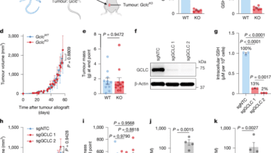 Catabolism of extracellular glutathione supplies cysteine to support tumours