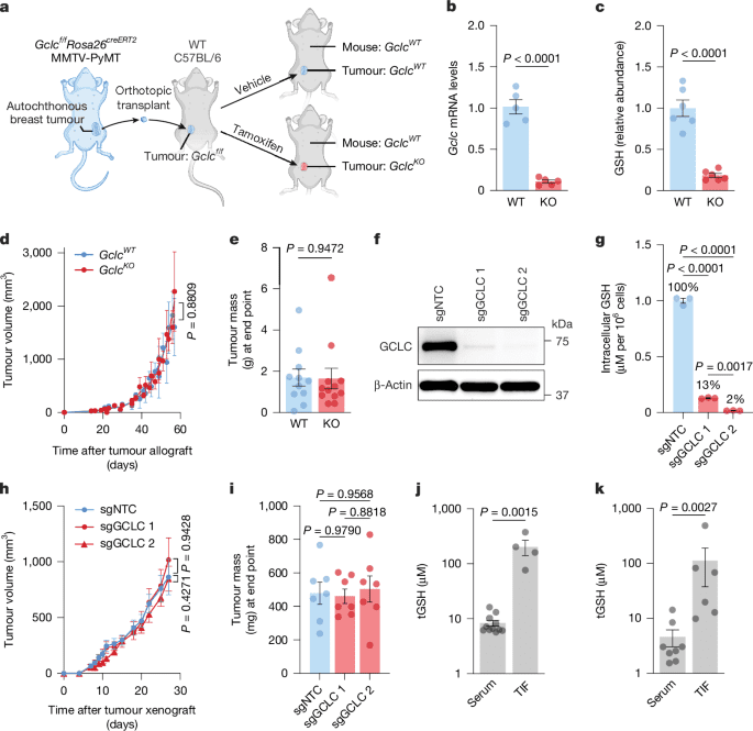 Catabolism of extracellular glutathione supplies cysteine to support tumours