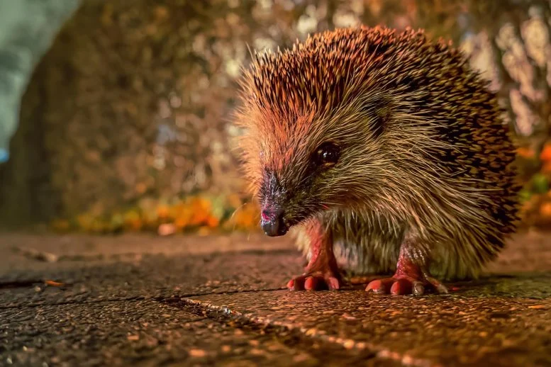 Hedgehog