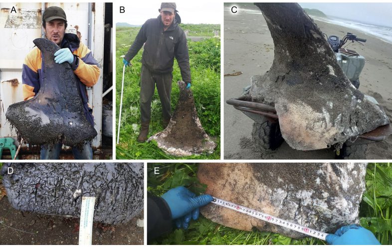 سلسلة من الصور ذات العلامات AE تظهر زعانف الأوركا باللونين الرمادي والبني المختلفة مع وجود باحثين يمسكون بالمساطر بجانبهم لقياس حجمها.