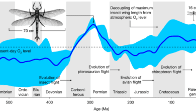 Oxygen supply through the tracheolar–muscle system does not constrain insect gigantism