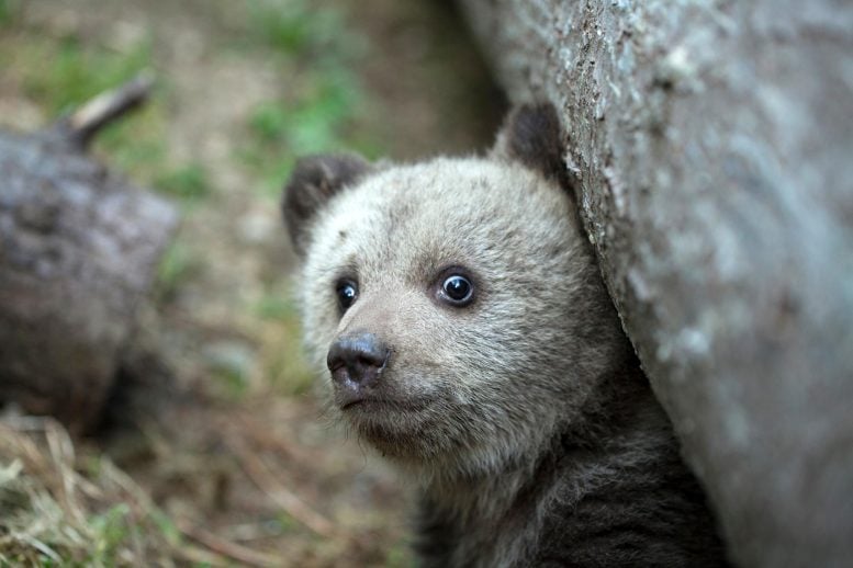 طفل خائف الدب البني الشبل