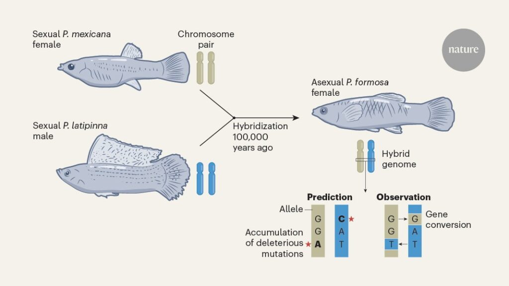 كيف تتحدى أنواع الأسماك الأنثوية التوقعات التطورية