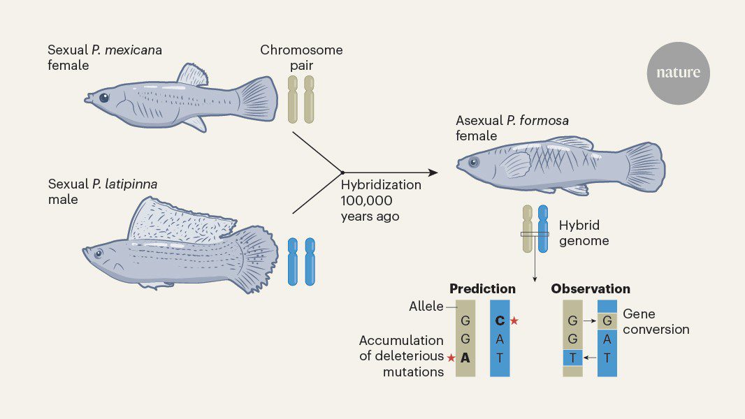صورة توضيحية - كيف تتحدى أنواع الأسماك الأنثوية التوقعات التطورية