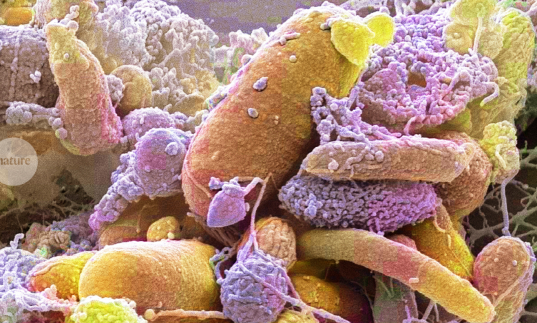 خمسة نقاط بارزة من أبحاث التغذية