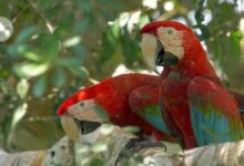 تم نقل الببغاوات الحية عبر جبال الأنديز قبل صعود الإنكا