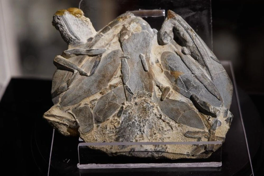 صورة توضيحية - تم العثور على الحلقة المفقودة في المسار التطوري “من السمكة إلى الإنسان”.