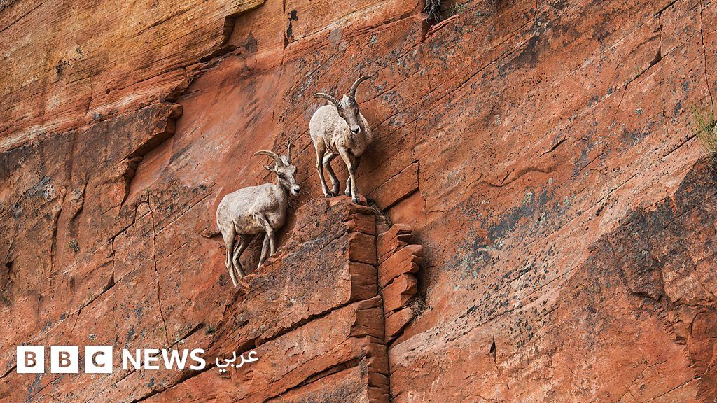 القلق: تسع نصائح تساعد على التأقلم خلال الأوقات المضطربة