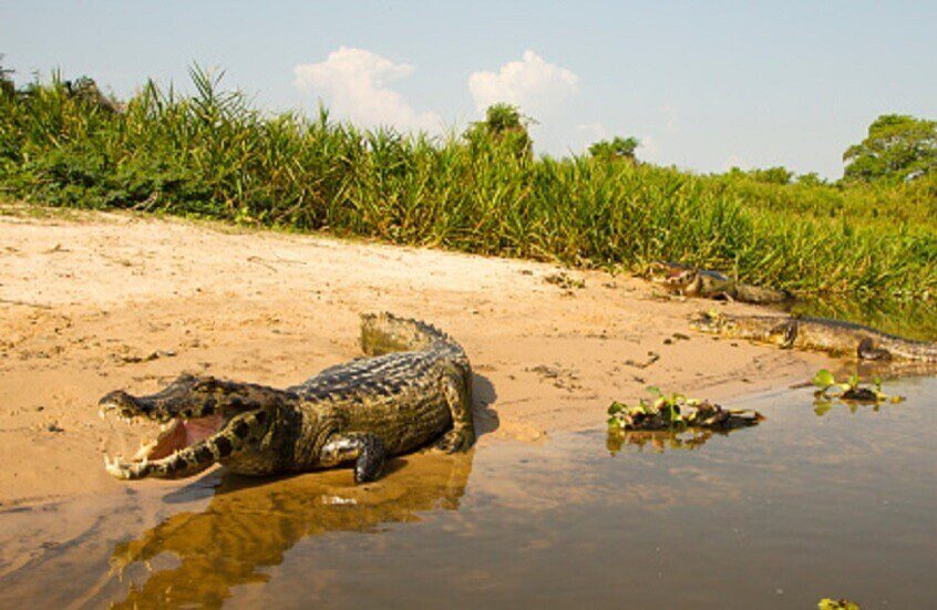 تمساح المنوفية يثير الرعب في دلتا مصر.. والسلطات ترفع درجة الاستعداد القصوى