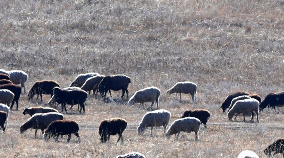 1775512835 69d40cca4c59b701c63868a5 jpg